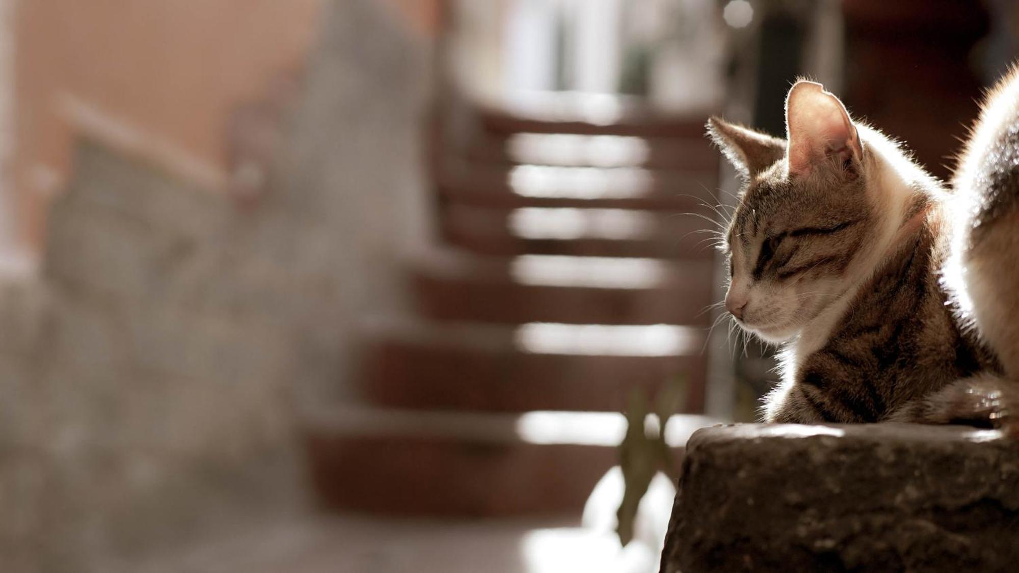Casa Nel Borgo Dei Gatti Apartment Cetara Luaran gambar