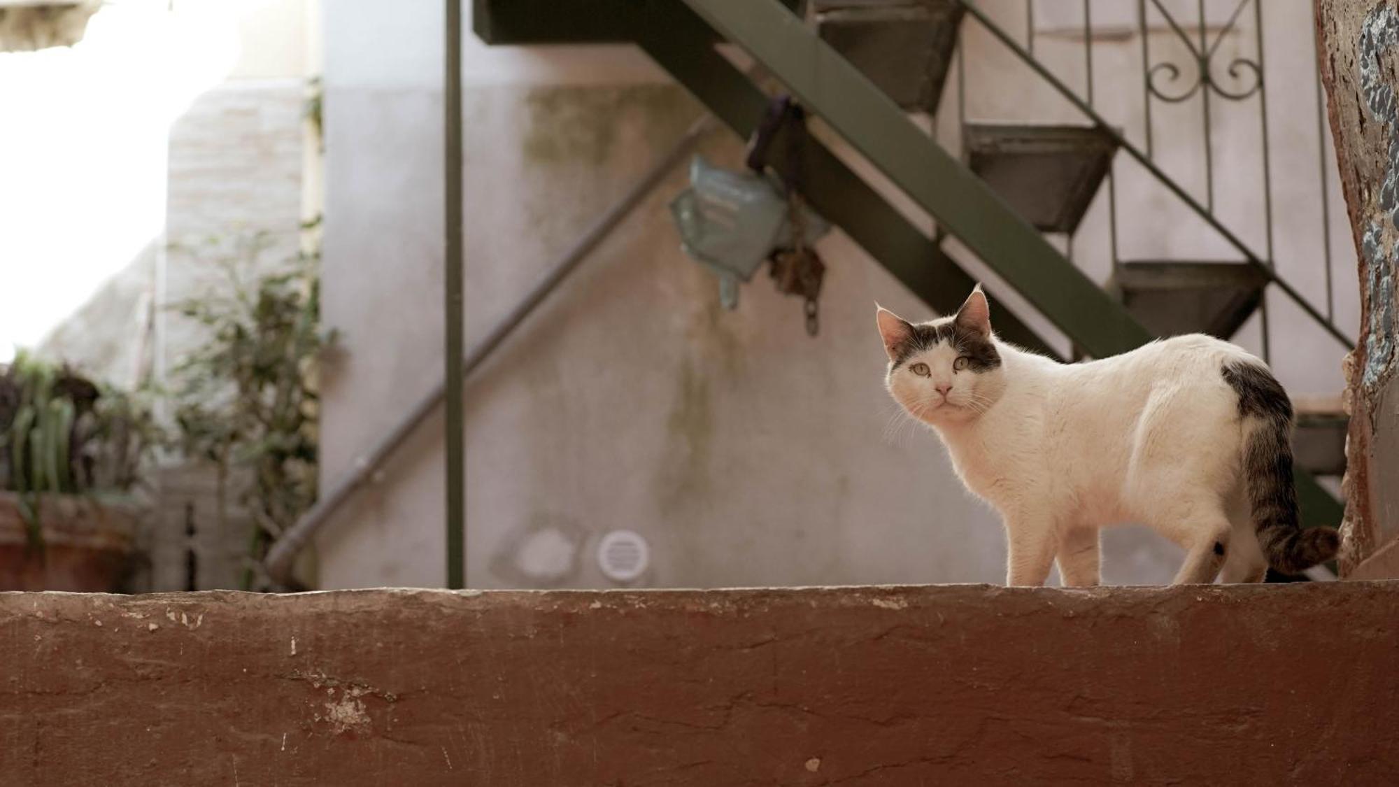 Casa Nel Borgo Dei Gatti Apartment Cetara Luaran gambar